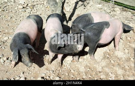 Sattelschwein, Deutsche, Nutztierrasse Stockfoto