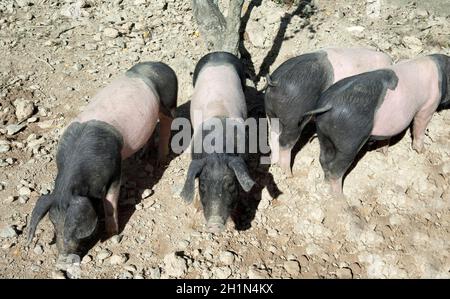 Sattelschwein, Deutsche, Nutztierrasse Stockfoto