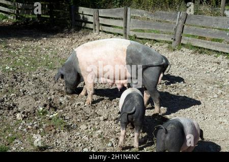 Sattelschwein, Deutsche, Nutztierrasse Stockfoto