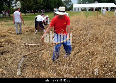 Bauer beim Ernten von Weizen mit Sense in Weizenfeldern in Trnovec, Kroatien Stockfoto