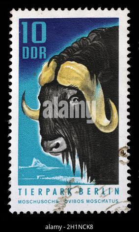 Stempel ausgestellt in Deutschland - Demokratische Republik (DDR) Zeigt die Tiere des Zoo Berlin - Muskox (Ovibos moschatus), circa 1970. Stockfoto