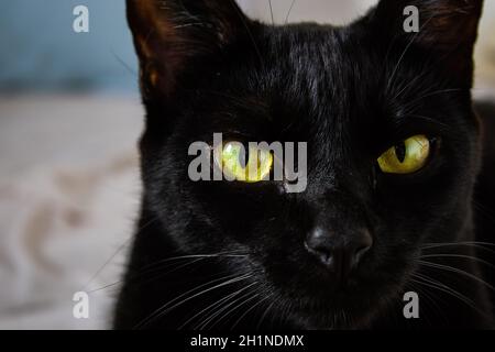 Eine schwarze Katze namens Eevee und ihre orangefarbenen Augen. Stockfoto