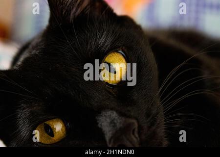 Eine schwarze Katze namens Eevee und ihre orangefarbenen Augen. Stockfoto