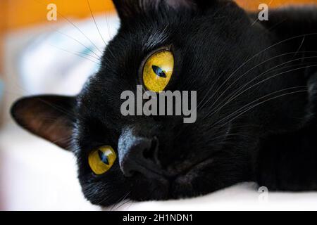 Eine schwarze Katze namens Eevee und ihre orangefarbenen Augen. Stockfoto