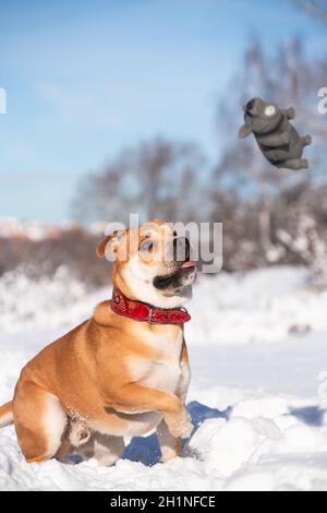 Der rothaarige orange große mächtige Hund der Rasse des Cadebo, der im Winter geht, spielt, springt und fängt das Gummispielzeug in Form eines Schweins Stockfoto