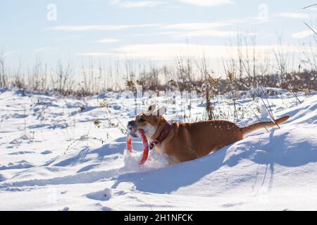 Rothaarige orange große mächtige Hund der Rasse Cadebo, geht im Schnee und trägt ein orange Puller Spielzeug Stockfoto