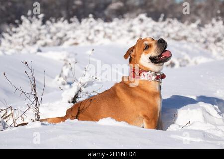 Rothaarige orange große mächtige Hund der Rasse Cadebo, Wandern im Winter, im Schnee sitzen und freudig lächeln Stockfoto