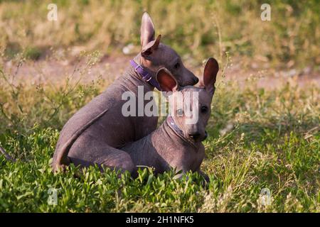 Zwei kleine Welpen, ein haarloser xolo Hund (Xoloitzcuintle, mexikanischer haarloser Hund), spielen im Sommer auf grünem Gras im Freien Stockfoto