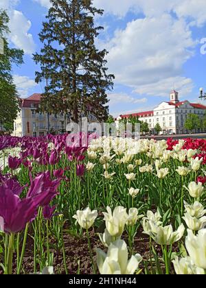 Blumenbeet-Dekoration. Viele Tulpen wachsen in der Stadt. Schöne Frühlingsblumen auf Blumenbeet in der Stadt in hellen Tag. Schöne Architektur der Stadt Tschernih Stockfoto