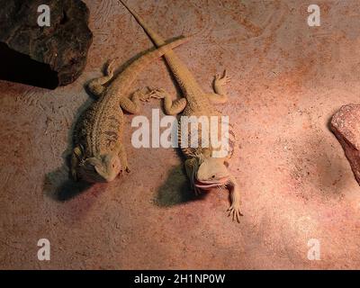 Gecko, Nahaufnahme. Tarnen Sie Echsen Reptilien auf Sand Hintergrund Stockfoto