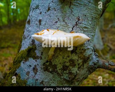 Nahaufnahme eines Paares von Polyporus squamosus Pilzen, die auf einem lebenden Baum im Wald wachsen und die Symbiose und Interaktion verschiedener Lebewesen veranschaulichen Stockfoto
