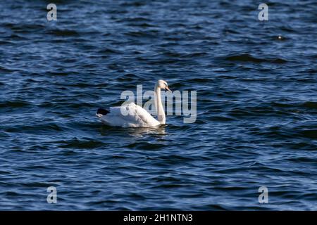 Wandernde Mute Swans (Cygnus olor) auf dem Lake Michigan Stockfoto