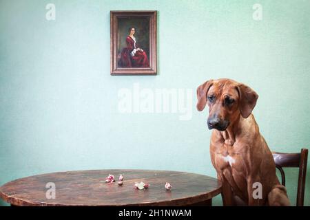 Ein gelernter rothaariger Großhund, eine Rhodesian ridgeback Rasse, sitzt auf einem Stuhl, neben einem runden Holztisch mit getrockneten Blumen (Tüten, getrocknete Rosen), Stockfoto