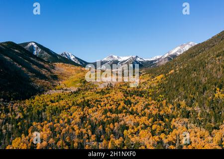 Goldener Aspen-Hain mit schneebedeckten Bergen in Arizona, Luftaufnahme. Stockfoto