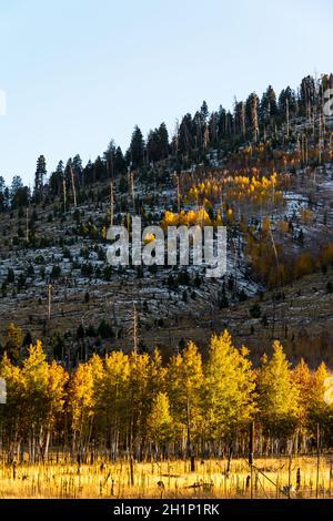 Wiese und Hügel mit goldenen Espenbäumen und verbrannten Bäumen aus vergangenen Waldbränden. Stockfoto