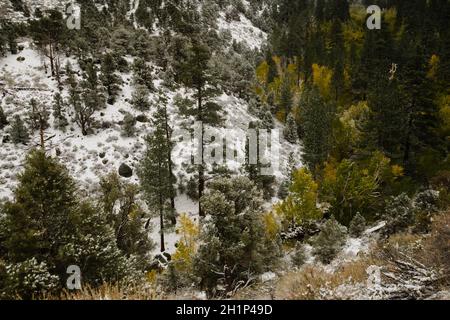 Berglandschaft im Schnee mit Espen, die sich in goldener Farbe ändern, Pinien voller Schnee und Schönheit. South Lake Gebiet östlichen Sierra, Top-Reise-Spot Stockfoto