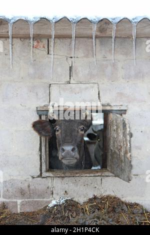 Kuh, die aus dem Fenster des Schuppen auf der roten Backsteinmauer schaut. Nutztierkonzept. Viehzucht. Kuh, die auf dem Bauernhof lebt. Kuhkopf guckend aus offenem Fenster auf Stockfoto