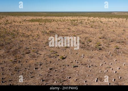 Riesige Termitenhügel im Outback des hohen Nordens von Queensland, Australien. Stockfoto