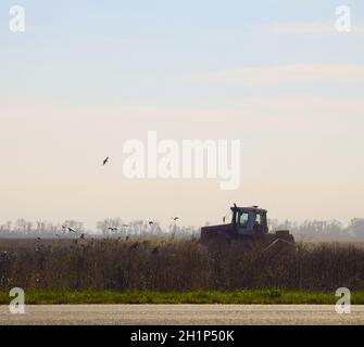 Traktor pflügen ein Feld und Krähen fliegen um ihn herum auf der Suche nach Nahrung. Stockfoto