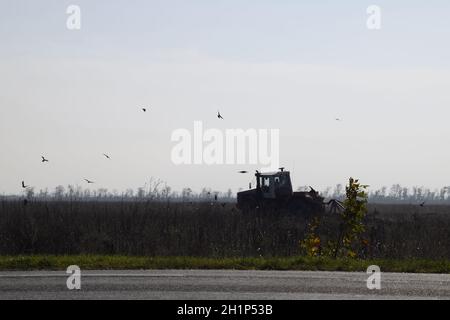 Traktor pflügen ein Feld und Krähen fliegen um ihn herum auf der Suche nach Nahrung. Stockfoto