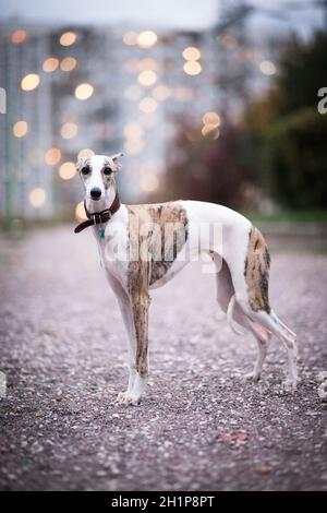 Weiß und beige Tiger Farbe Hund Whippet Rasse steht auf Die Abendstraße im Park vor dem Hintergrund von Ein Gebäude mit dem Licht an Stockfoto