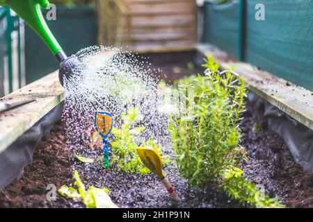 Gemüse und Kräuter in einem erhöhten Bett wässern. Frische Pflanzen und Erde. Stockfoto