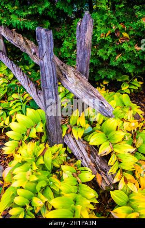 Split Rail Zaun und Hosta Pflanzen, Montreal Botanical Gardens, Montreal, Quebec, Kanada. Stockfoto