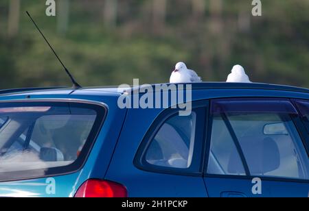 Rotschnabelmöwen Chroicocephalus novaehollandiae scopulinus, die auf dem Dach eines Autos ruhen. Taiaroa Kopf. Otago-Halbinsel. Südinsel. Neuseeland. Stockfoto