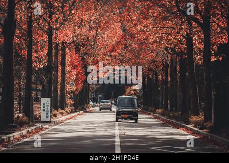 Kanazawa, Japan - 15. November 2018: Autos fahren entlang der Straße durch die bunte Herbst-Ahornallee. Das Betrachten der wechselnden Farben des Herbstes Stockfoto