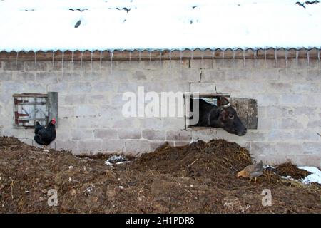 Kuh, die aus dem Fenster des Schuppen auf der roten Backsteinmauer schaut. Nutztierkonzept. Viehzucht. Kuh, die auf dem Bauernhof lebt. Kuhkopf guckend aus offenem Fenster auf Stockfoto