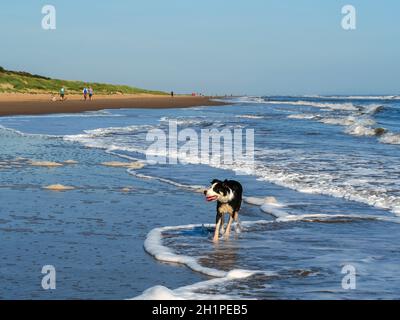 Border Collie Hund paddeln zwischen flachen Wellen auf Mablethorpe Strand, Lincolnshire, England Stockfoto