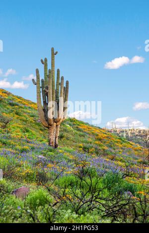 Saguaro Kaktus und Wildblumen am Berg der Arizona Desert. Wüste in Blüte. Orangefarbene kalifornische Mohnblumen und violette Lupinen im Frühling. Stockfoto