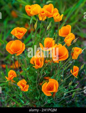 Orangefarbene Kalifornische Mohnblumen Blühend Nahaufnahme. Nahaufnahme des kalifornischen Mohnhügels in voller Blüte. Leuchtend orange Blüten mit grünem Hintergrund. Stockfoto