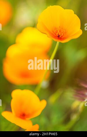 Kalifornische Mohnblume in einer Nahaufnahme auf dem Feld. Gelborange California Poppy Nahaufnahme. Bunte Blume in voller Blüte mit Hintergrundbeleuchtung und verschwommenem Hintergrund. Stockfoto