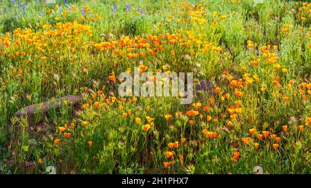 Orangenmohn aus Kalifornien blüht bei Sonnenuntergang. Feld von orangefarbenen kalifornischen Mohnblumen in Blüte unter dem goldenen Sonnenuntergang Licht der Wüste von Arizona. Stockfoto