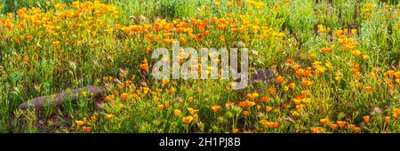 Panorama von Orange California Mohnblumen in Bloom. Panorama des Feldes von orangefarbenen kalifornischen Mohnblumen unter dem goldenen Sonnenuntergang Licht eines Wüstenfeldes. Stockfoto