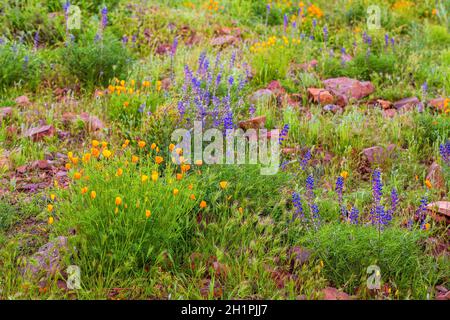 Orange kalifornische Mohnblumen und violette Lupinen in Blüte. Am Berg blühendes Wildblumenfeld im Frühling in der Arizona Sonoran Desert. Stockfoto