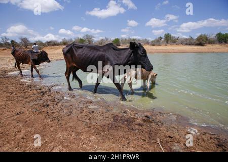 Rinder trinken Wasser aus der Ngite-Wasserpfanne das einzige, das in der Region des Dorfes Vitengeni, einem der von Dürre betroffenen Gebiete, noch vorhanden ist.die Bewohner des Kilifi, Lamu und des Tana River sowie ihre Tiere in der Küstenregion Kenias stehen aufgrund der anhaltenden Dürre vor dem Hungertod. Im vergangenen Monat erklärte Präsident Uhuru Kenyatta die Dürre zu einer „nationalen Katastrophe“ und ordnete die sofortige Freilassung von Hilfsnahrung für die Opfer an, die die Regierung in der vergangenen Woche zu verteilen begann. Stockfoto