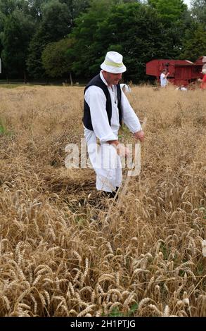 Bauer beim Ernten von Weizen mit Sense in Weizenfeldern in Trnovec, Kroatien Stockfoto