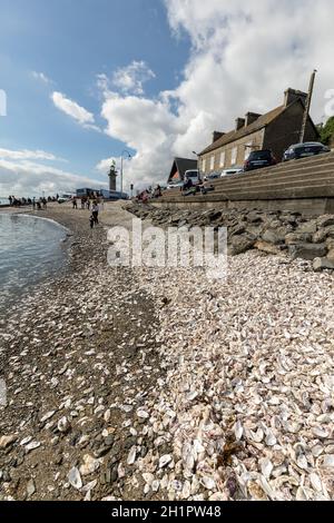 Cancale, Frankreich - 15. September 2018: Tausende von leeren Schalen von gegessen Austern auf Meeresboden in Cancale, berühmt für Auster Betriebe verworfen. Bretagne Stockfoto