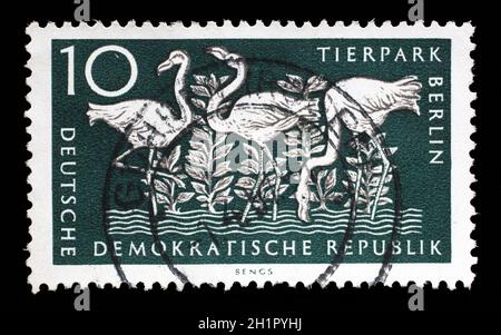 Gedruckt in DDR Stempel zeigt Rosaflamingo, Berlin, deutsche Zoologischer Garten, ca. 1956 Stockfoto
