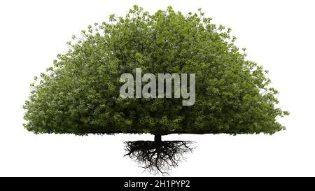 Baum mit Wurzeln, auf weißem Hintergrund Stockfoto