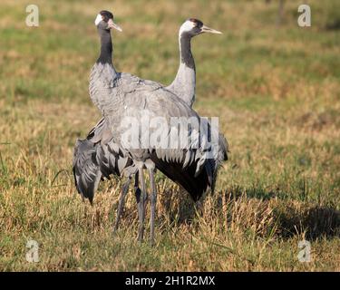 Gewöhnliche Kraniche (Eurasische Kraniche) Paar ausgewachsene Vögel, die auf dem Feld stehen, Agamon Hula Nature Reserve, Israel. Grus grus Stockfoto