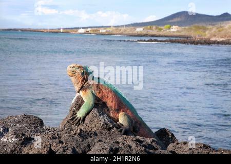 Marine Iguana Männchen in der Brutzeit Farben sonnen sich in der Sonne auf einem Lavastein, Floreana Island Küste, Galapagos Inseln. Amblyrhynchus cristatus Stockfoto