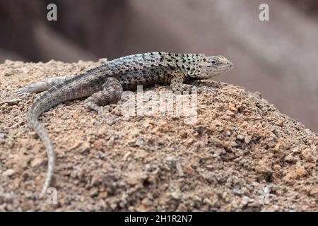 Floreana Lavaeidechse Männchen, eine auf der Insel endemische Art, die sich auf einem Felsen auf den Galapagos Inseln sonnt. Microlophus greyii Stockfoto