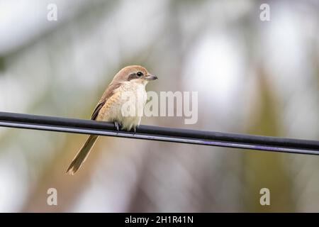 Bild von Braunwürger (Lanius cristatus) auf Naturhintergrund. Vogel. Tiere. Stockfoto