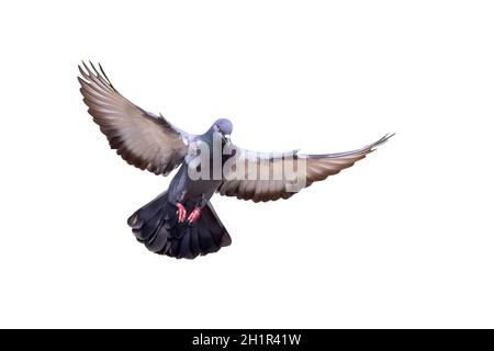 Bild von Taube fliegen isoliert auf weißem Hintergrund., Vogel, Tiere. Stockfoto