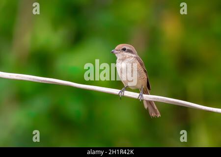 Bild von Braunwürger (Lanius cristatus) auf Naturhintergrund. Vogel. Tiere. Stockfoto