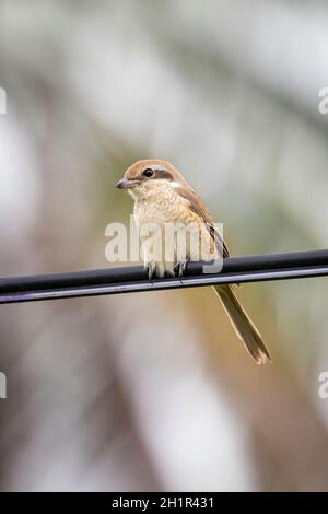 Bild von Braunwürger (Lanius cristatus) auf Naturhintergrund. Vogel. Tiere. Stockfoto