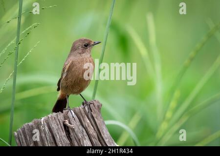 Bild des Asian Brown Flycatcher (Muscicapa dauurica) auf Stumpf auf Naturhintergrund. Vogel. Tiere. Stockfoto